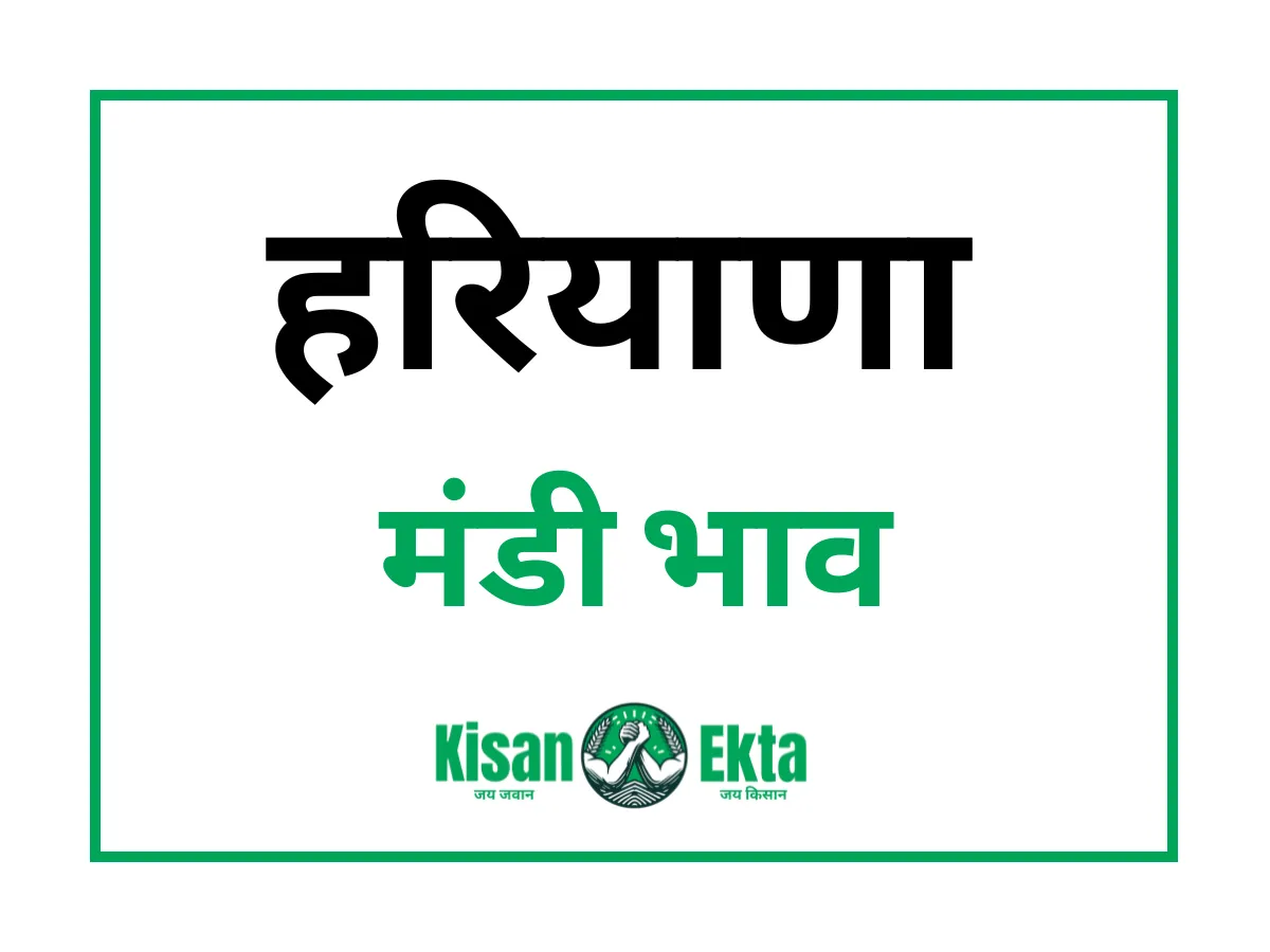 आज का हरियाणा मंडी भाव haryana Mandi Bhav today