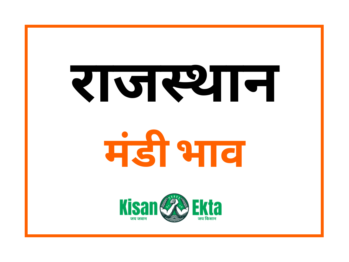 आज का राजस्थान मंडी भाव Rajasthan Mandi Bhav today