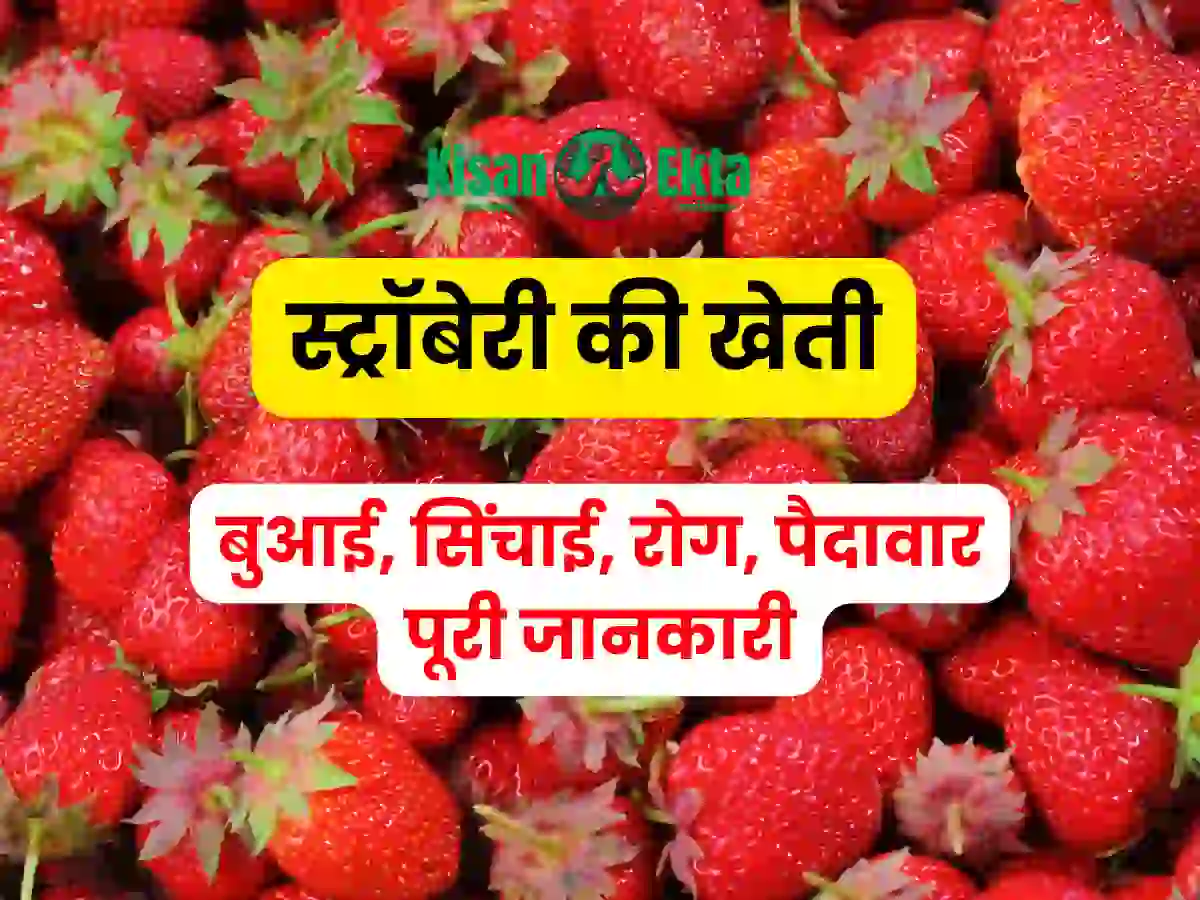 strawberry ki kheti strawberry farming