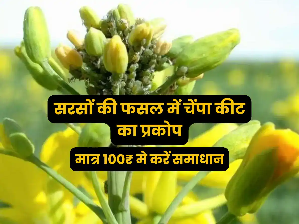 Hopper Disease in Mustard