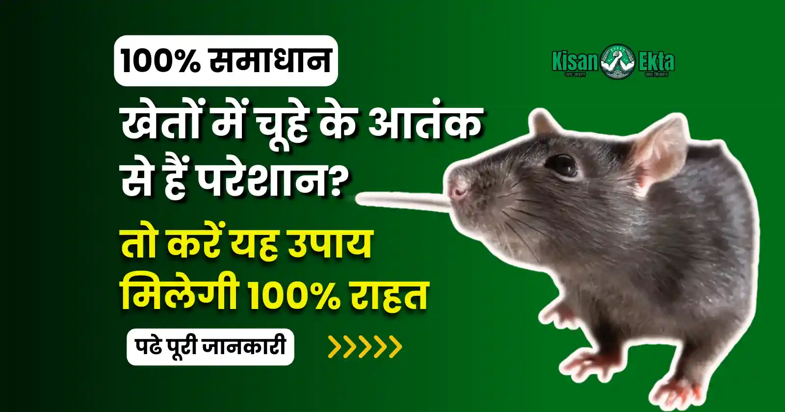 Rat Infestation in Fields