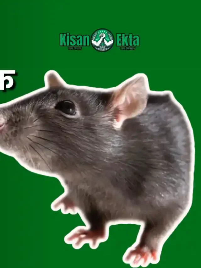 Rat Infestation in Fields