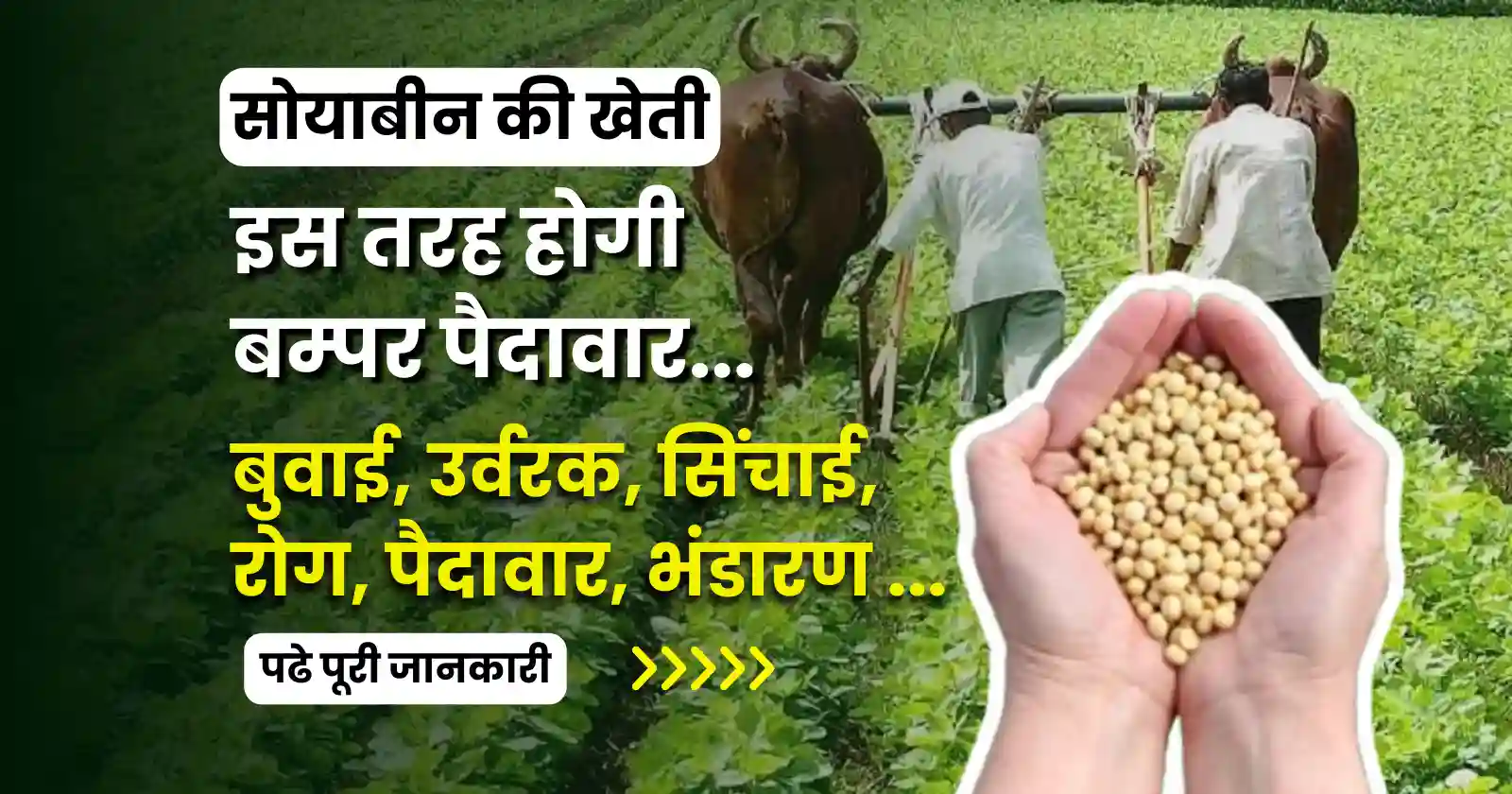 soybean farming sowing irrigation diseases yield