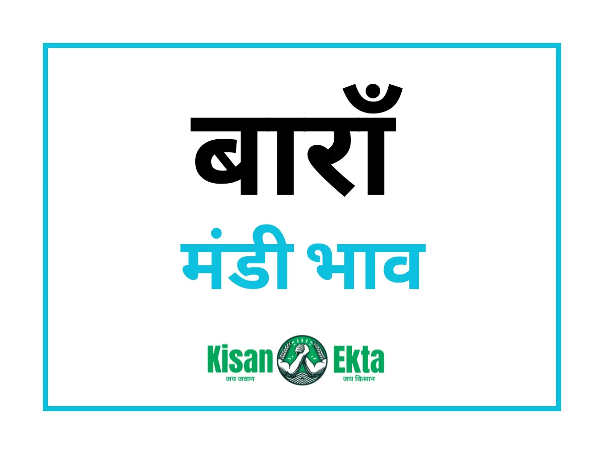Baran Mandi Bhav बारां मंडी भाव