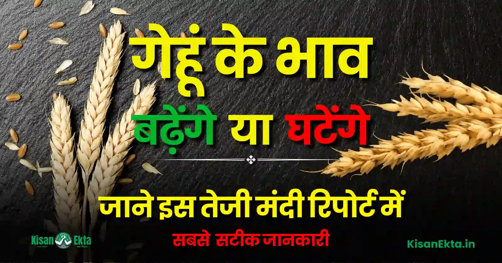 Gehu Taji Mandi Report