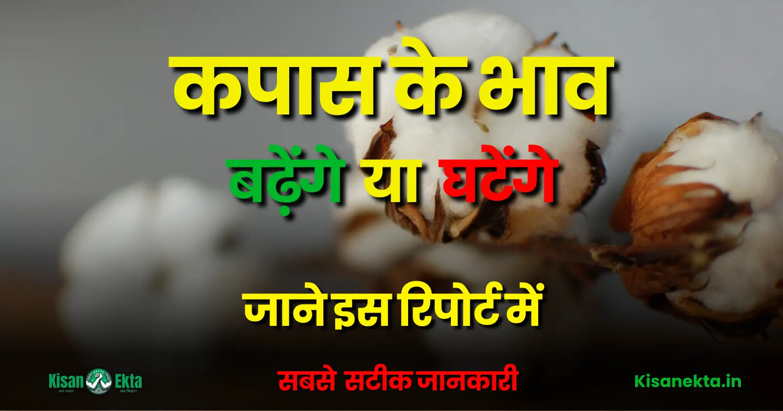 Kapas Teji Mandi Report