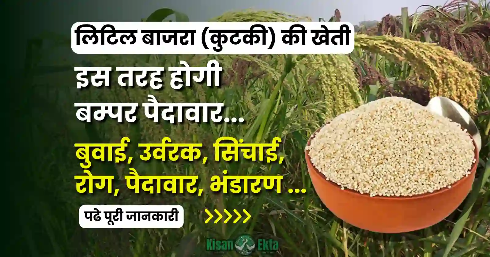 Little Millet Kutki Farming लिटिल बाजरा (कुटकी) की खेती