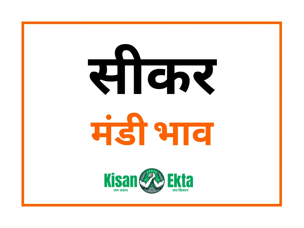Sikar Mandi Bhav सीकर मंडी भाव