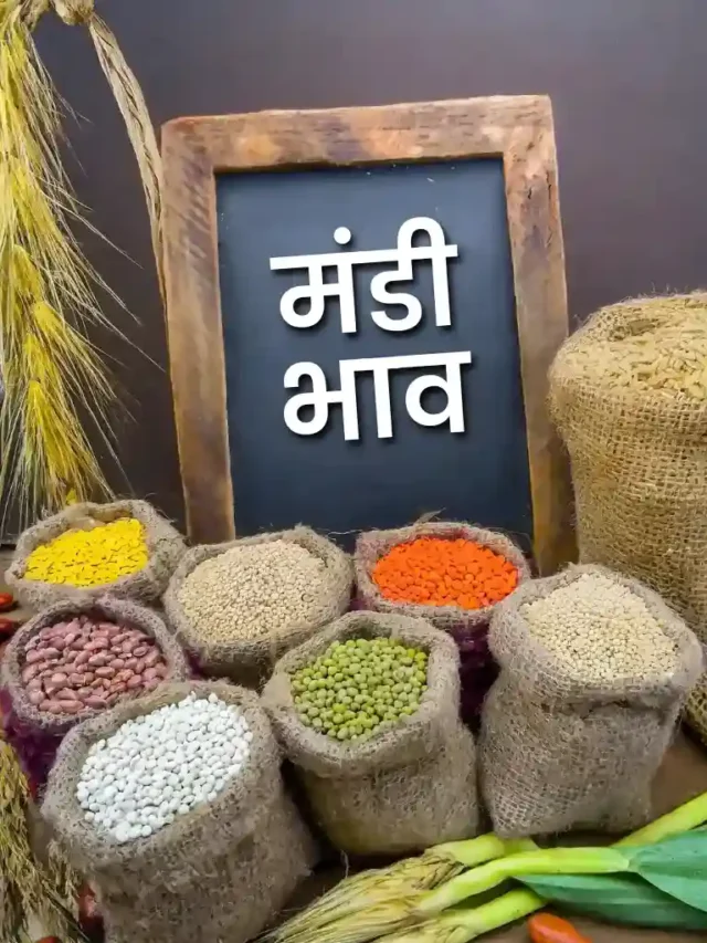 आज 14 मार्च  2024 के राजस्थान मंडी भाव
