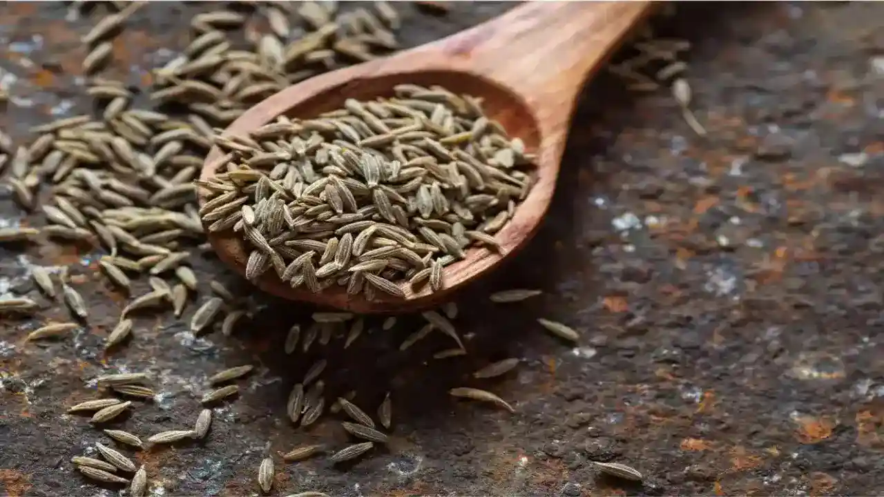 cumin farming