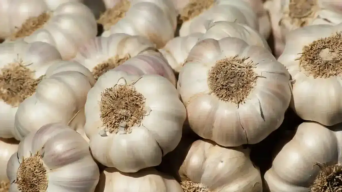 garlic price